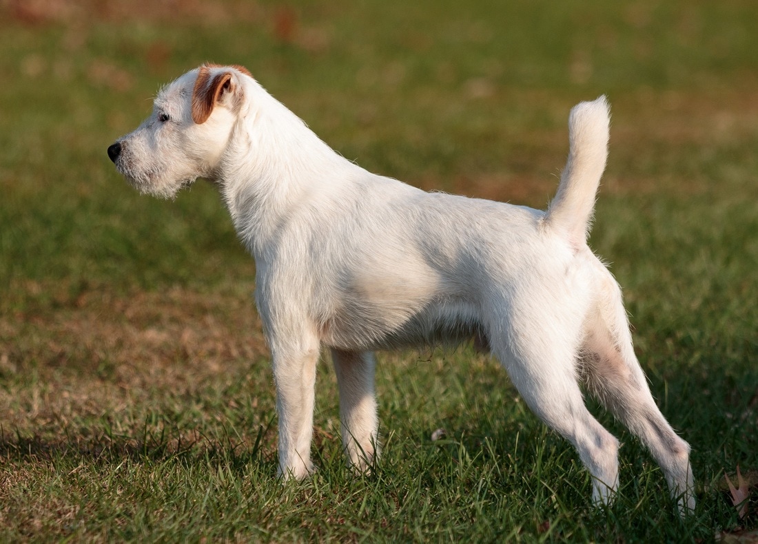 jack russell terrier free to good home